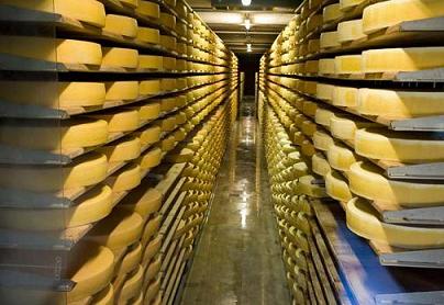 Сырохранилище на сыроварне. Экскурсия на сыроварню в Швейцарии. Экскурсовод на сыроварне в Швейцарии. 